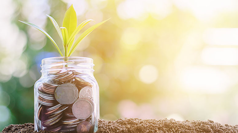Plant growing inside glass jar full of coins in sunlit background 